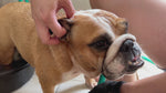 Medicated Ear Finger Wipes for Dogs and Cats | Topical Ear Treatment