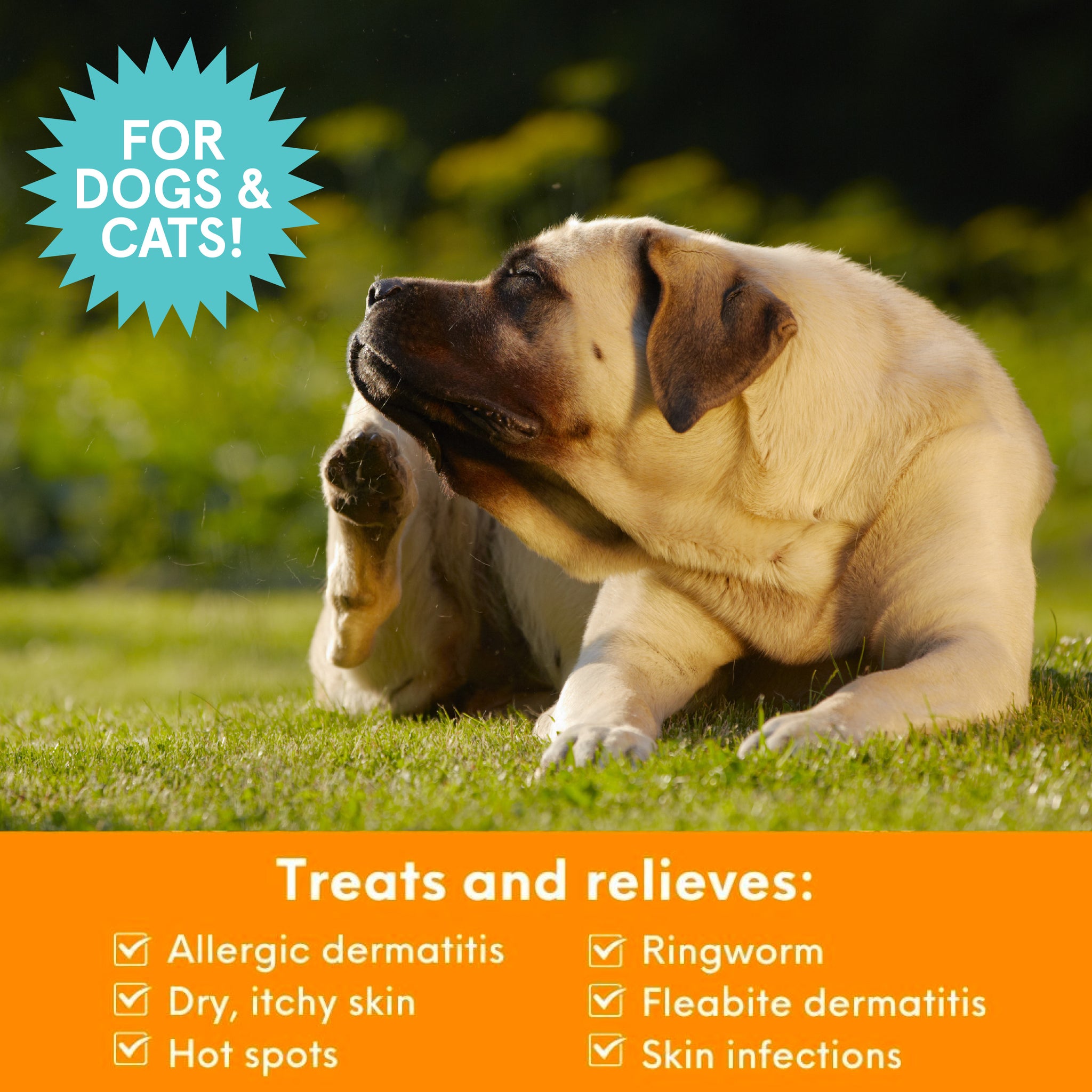 Dermatitis shampoo for dogs best sale